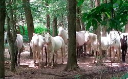 horseback riding