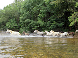 missouri horseback riding